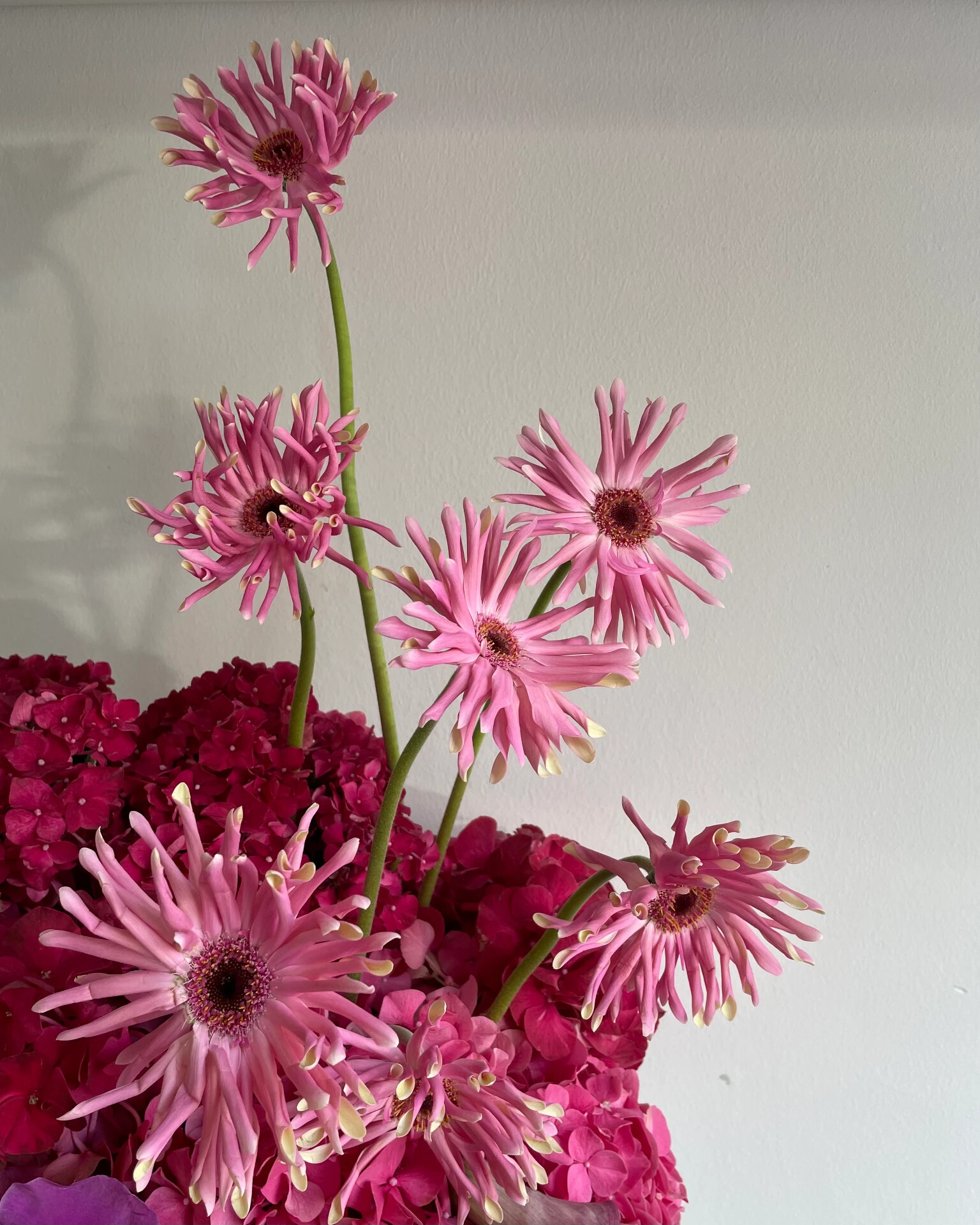 Gerbera Study, Studio, Detail