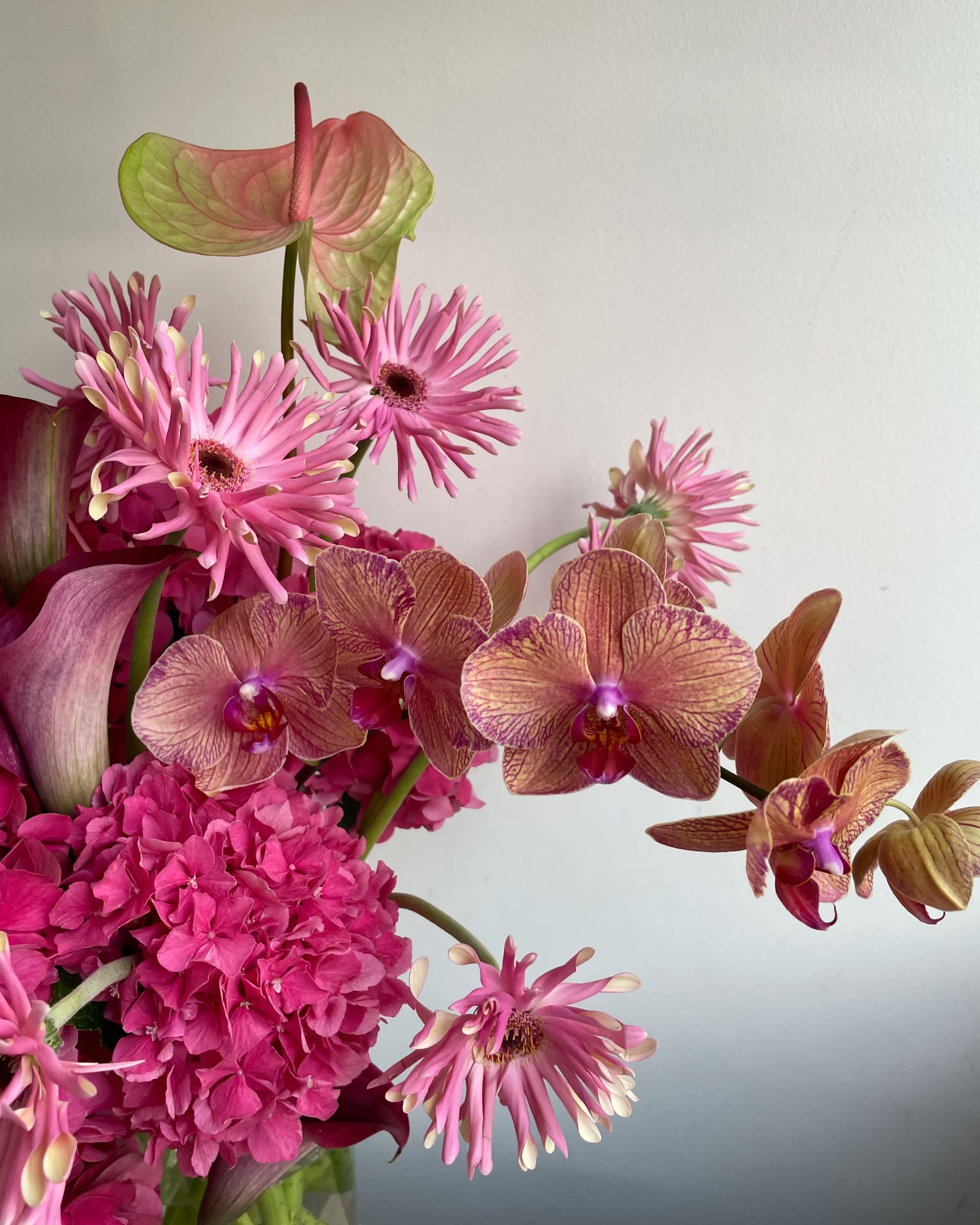 Pink Study, Event, Arrangement