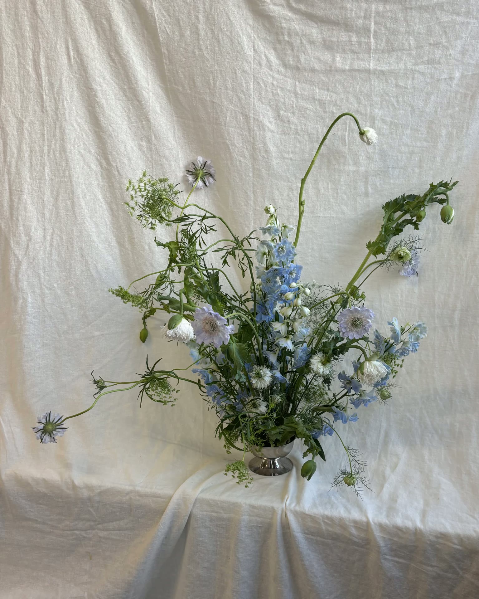 Delphinium, Studio, Arrangement