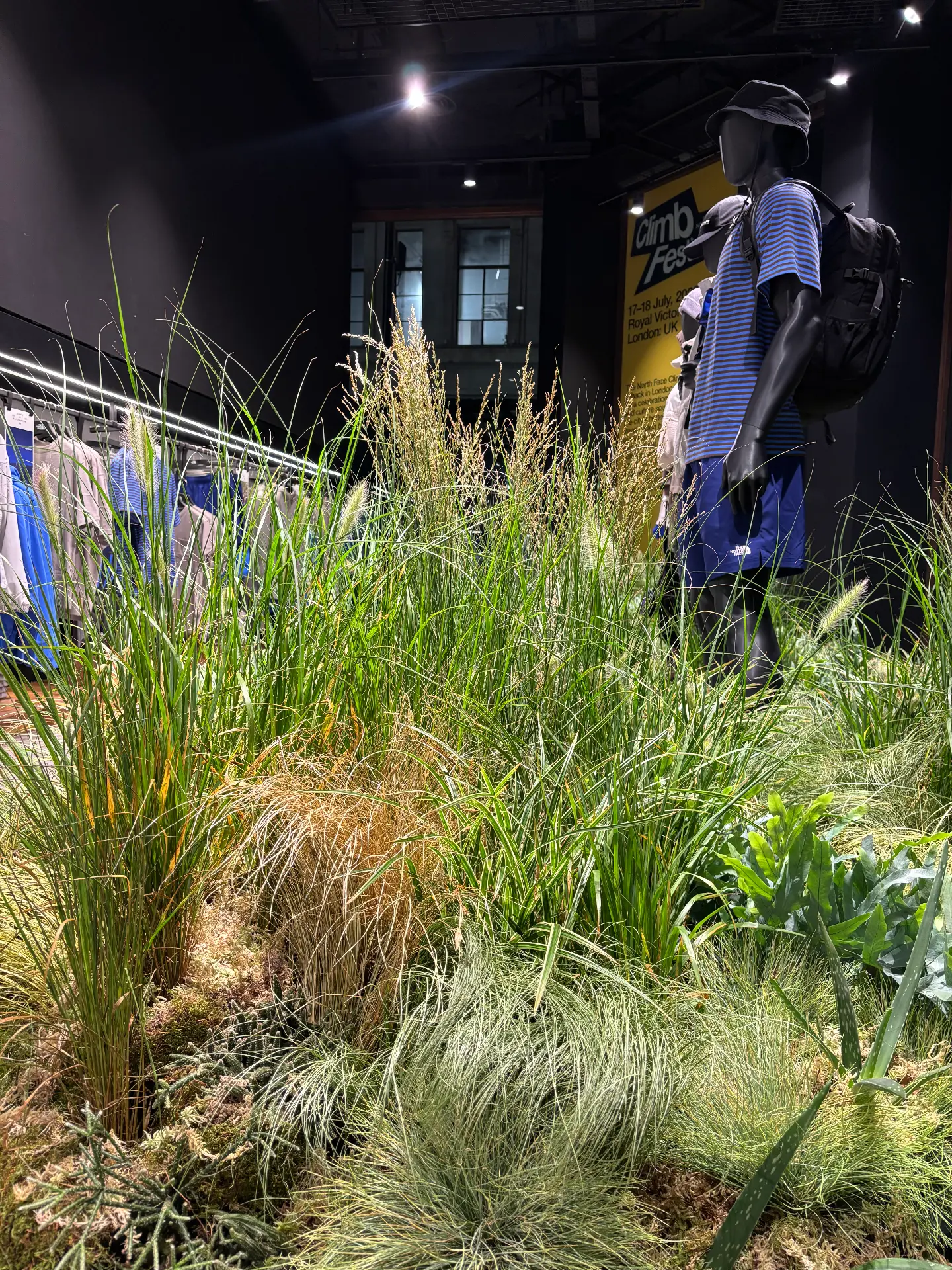 Pennisetum, Retail, Detail
