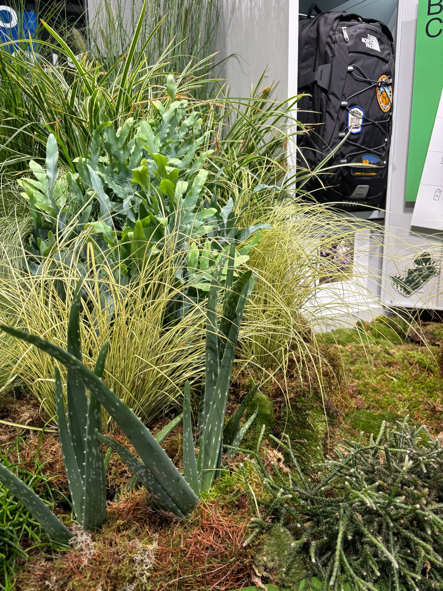 Fern & Aloe, Retail, Detail